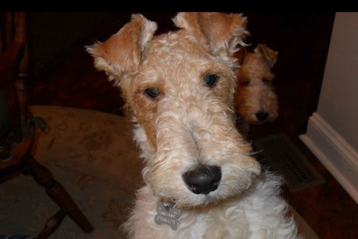 Wire Fox Terrier Puppies breeder image 12