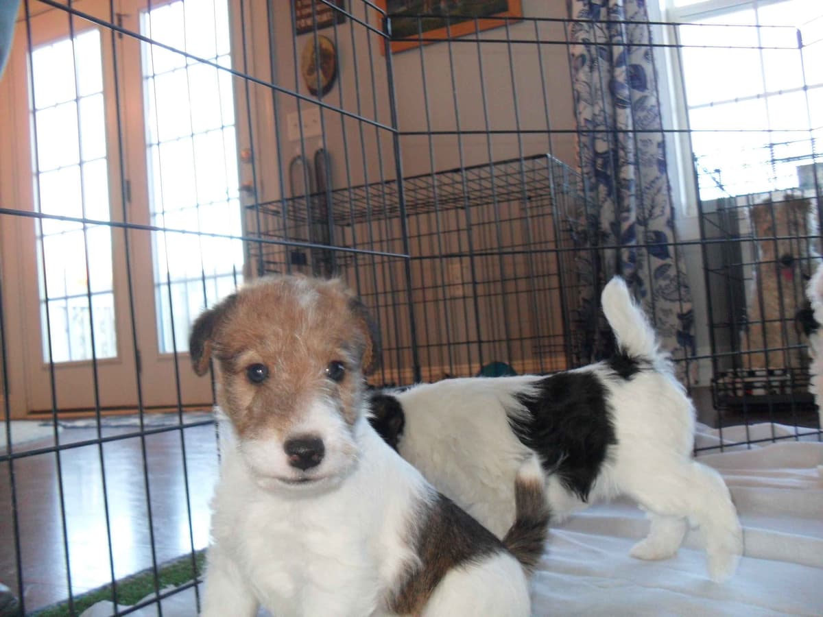 Wire Fox Terrier Puppies breeder image 15