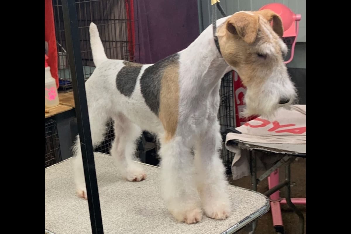 Wire Fox Terrier Puppies breeder image 1