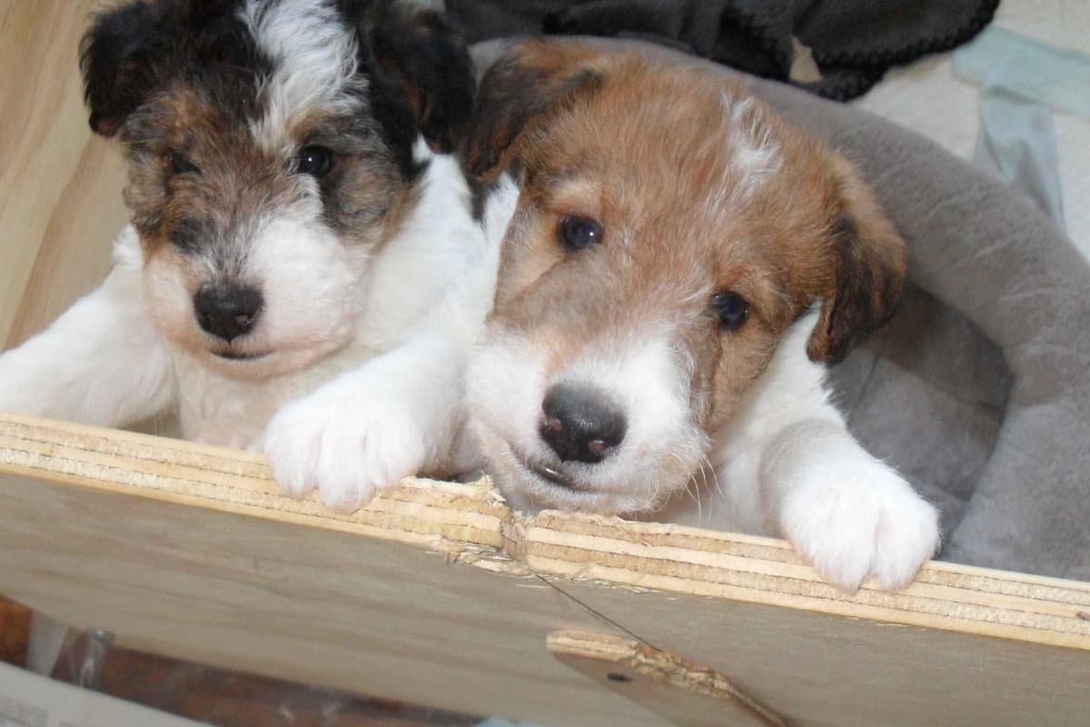 Wire Fox Terrier Puppies breeder image 14