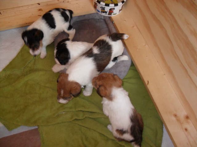 Wire Fox Terrier Puppies media 2