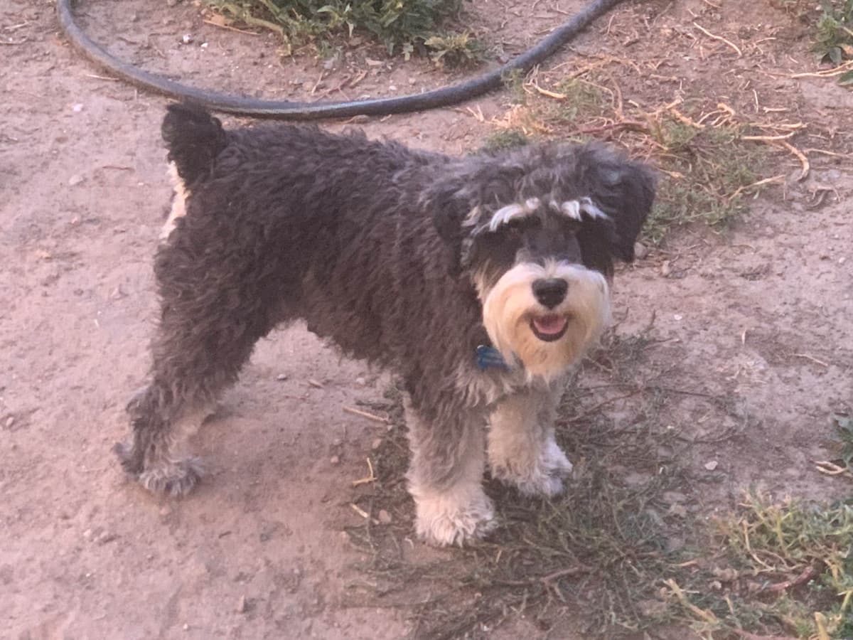 Miniature Schnauzer Puppies breeder image 1