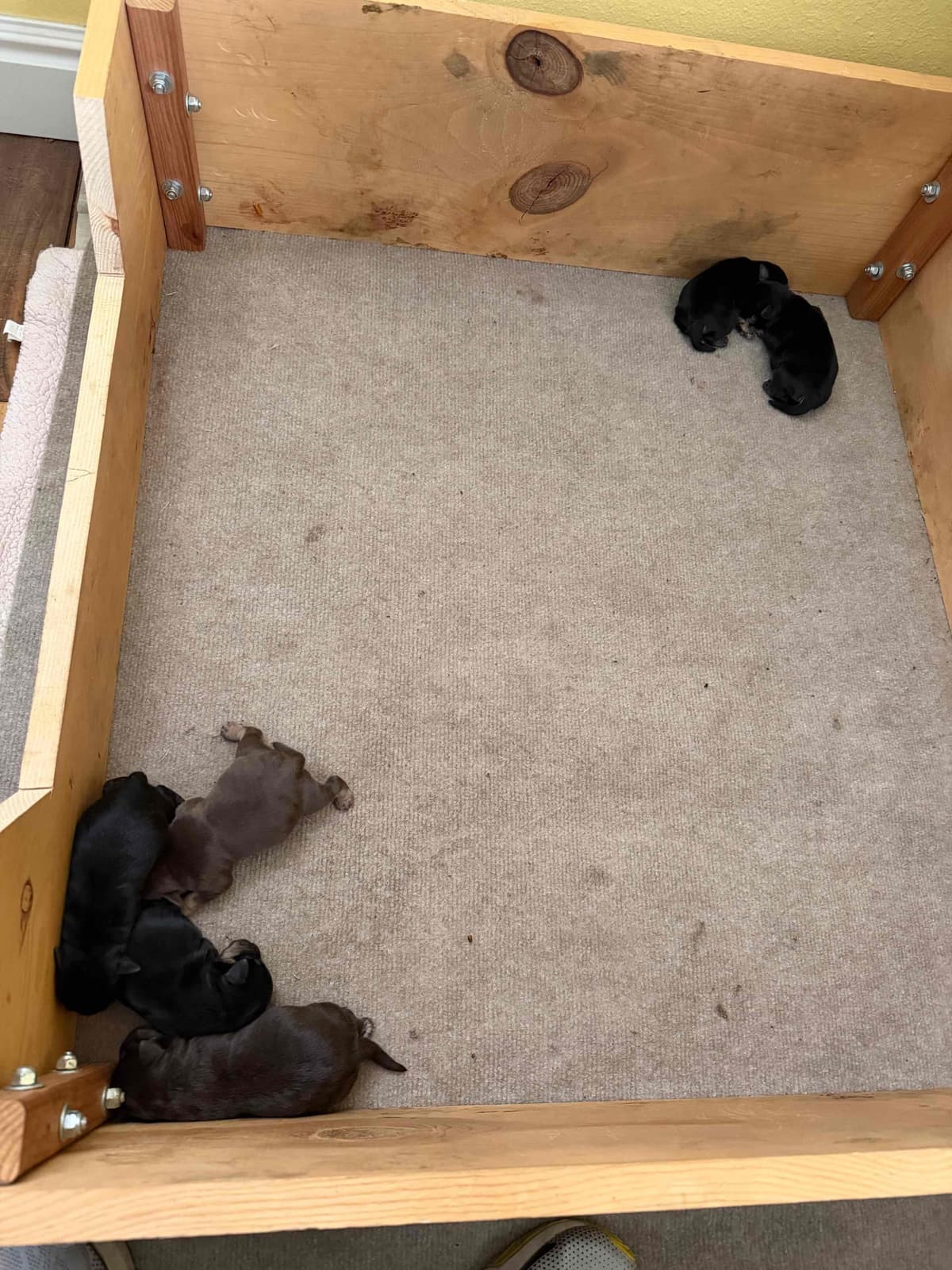 Miniature Schnauzer Puppies breeder image 3