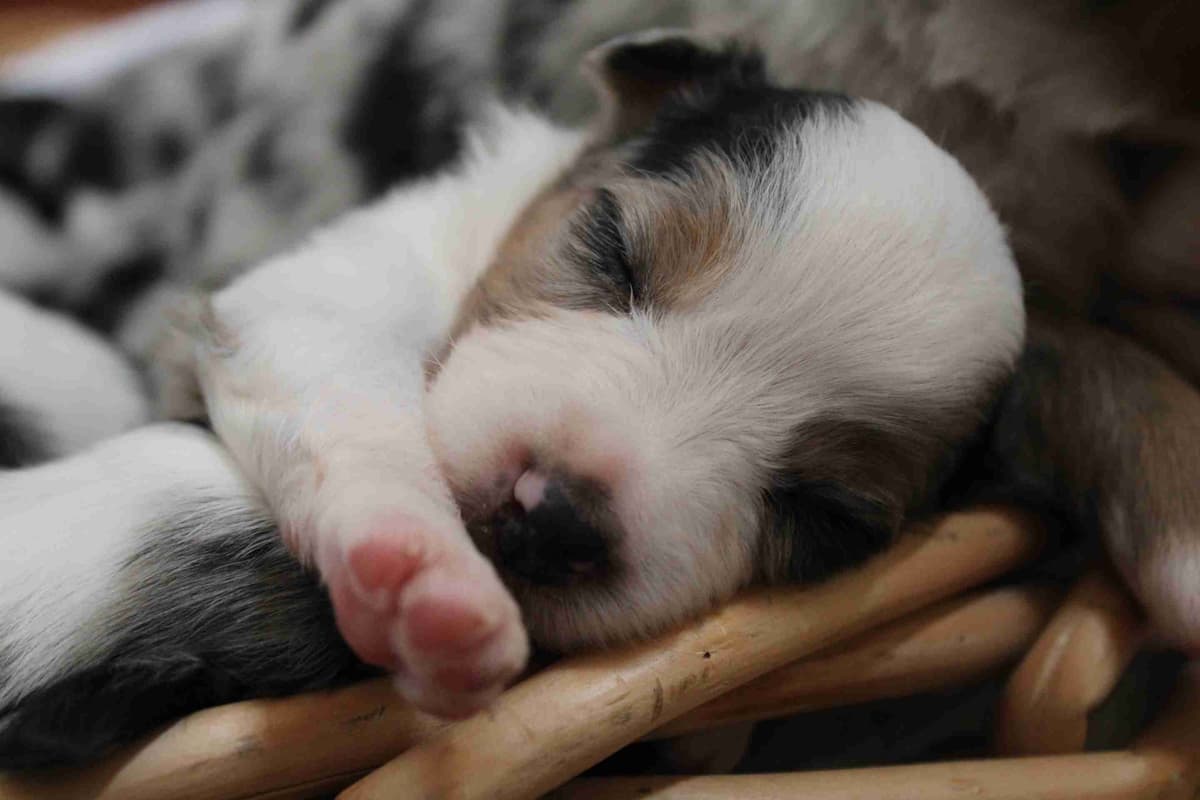 Miniature American Shepherd Puppies breeder image 2