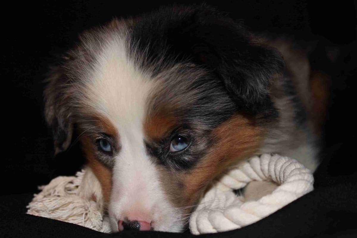 Miniature American Shepherd Puppies breeder image 8