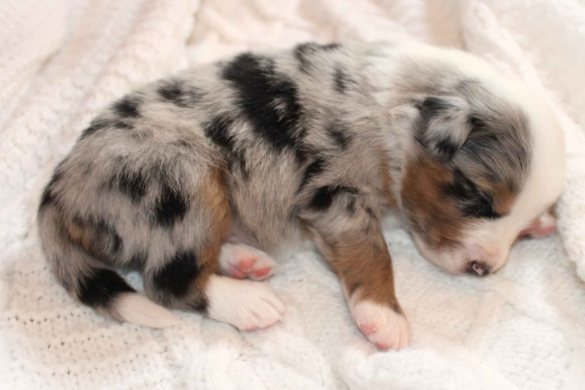 Miniature American Shepherd Puppies breeder image 6