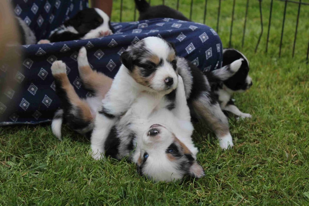 Miniature American Shepherd Puppies breeder image 7