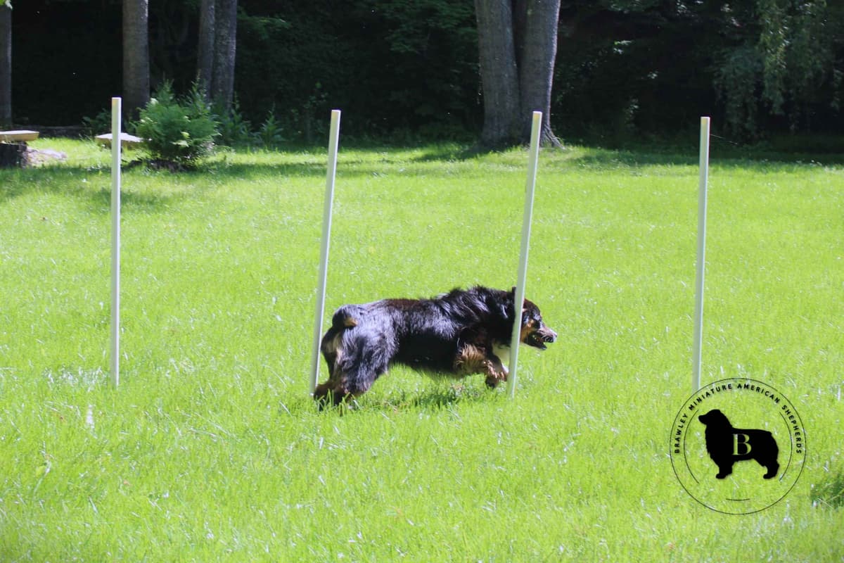 Miniature American Shepherd Puppies breeder image 12