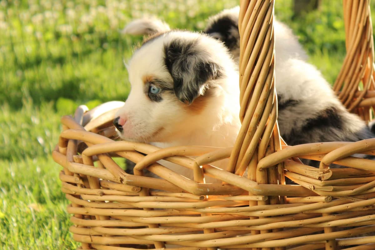Miniature American Shepherd Puppies breeder image 13