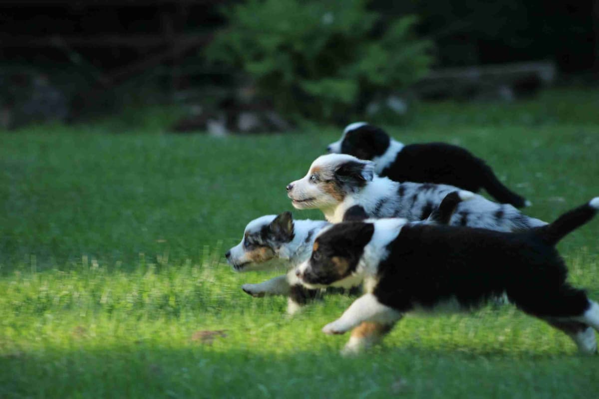 Miniature American Shepherd Puppies breeder image 1