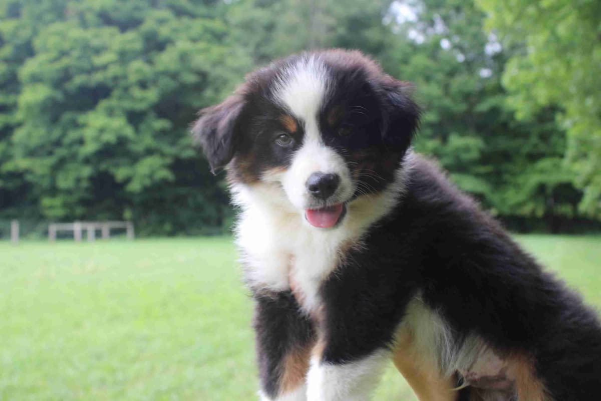 Miniature American Shepherd Puppies breeder image 14