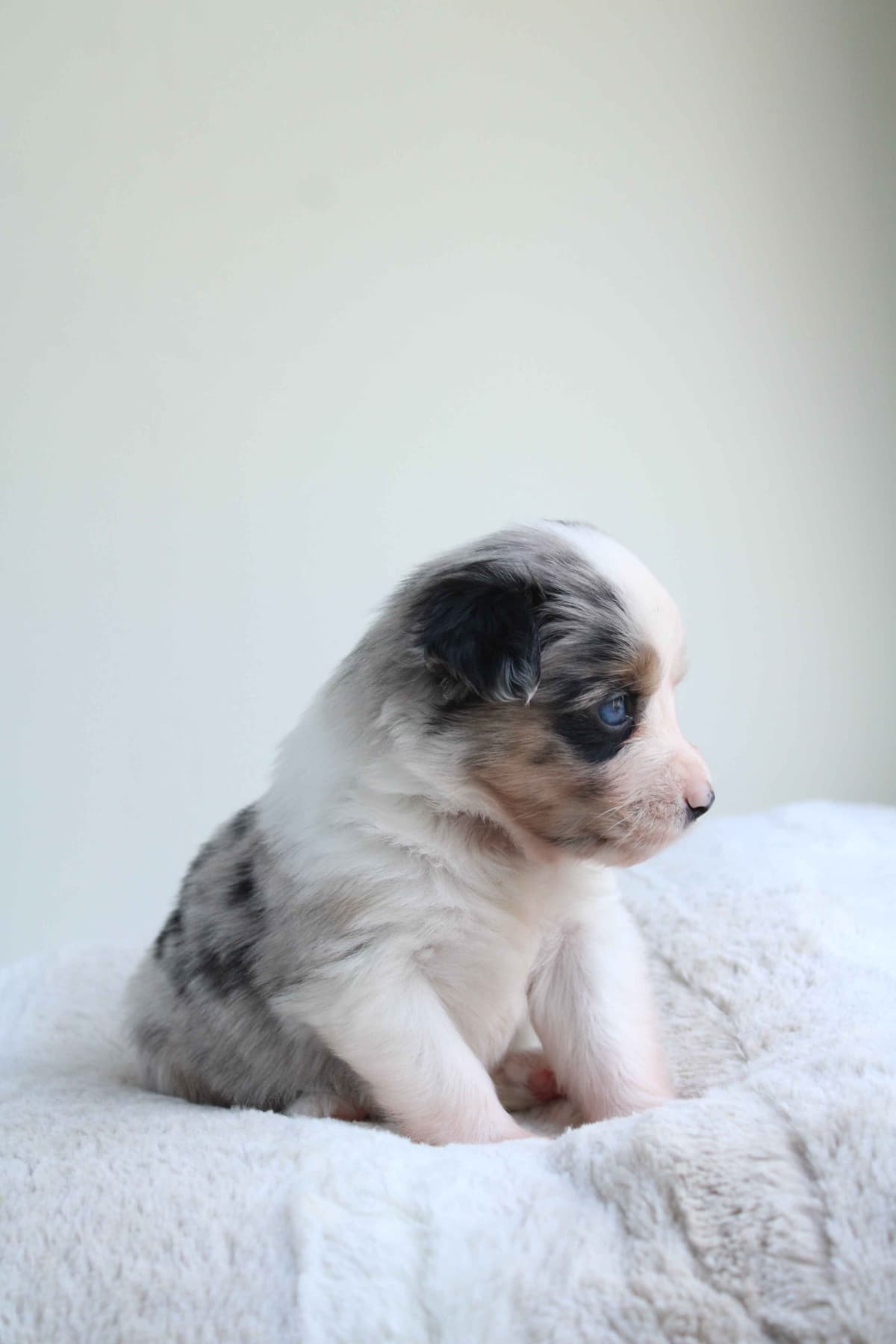 Miniature American Shepherd Puppies breeder image 9