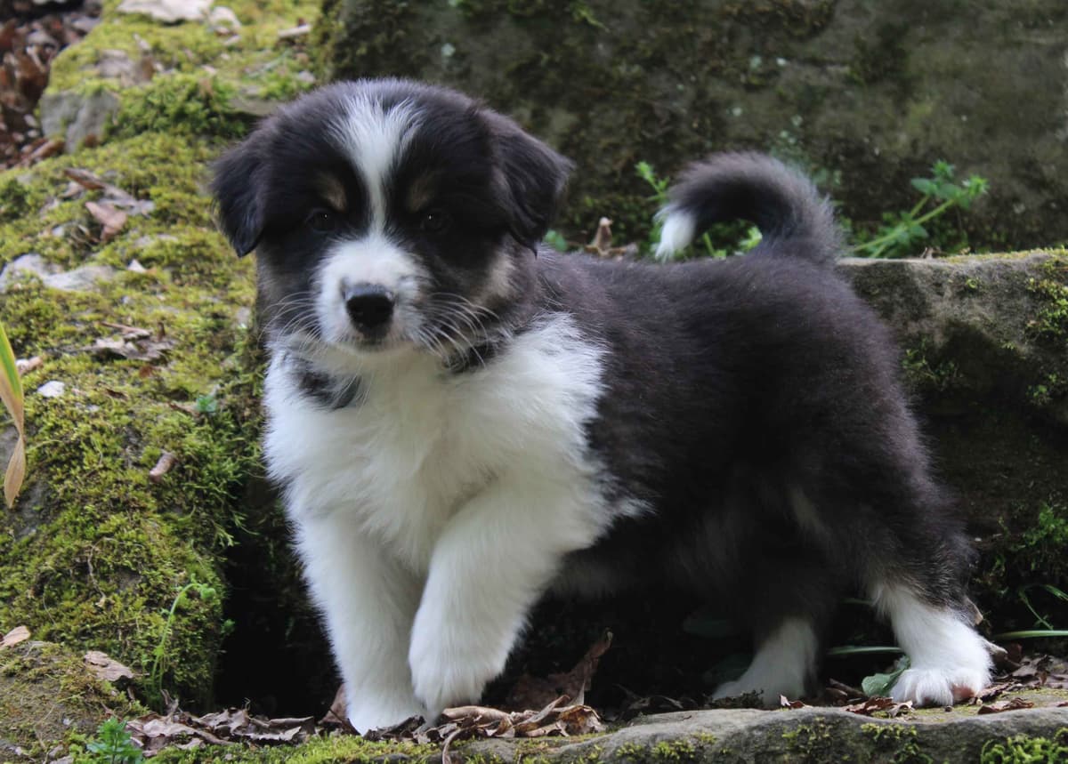 Miniature American Shepherd Puppies breeder image 17