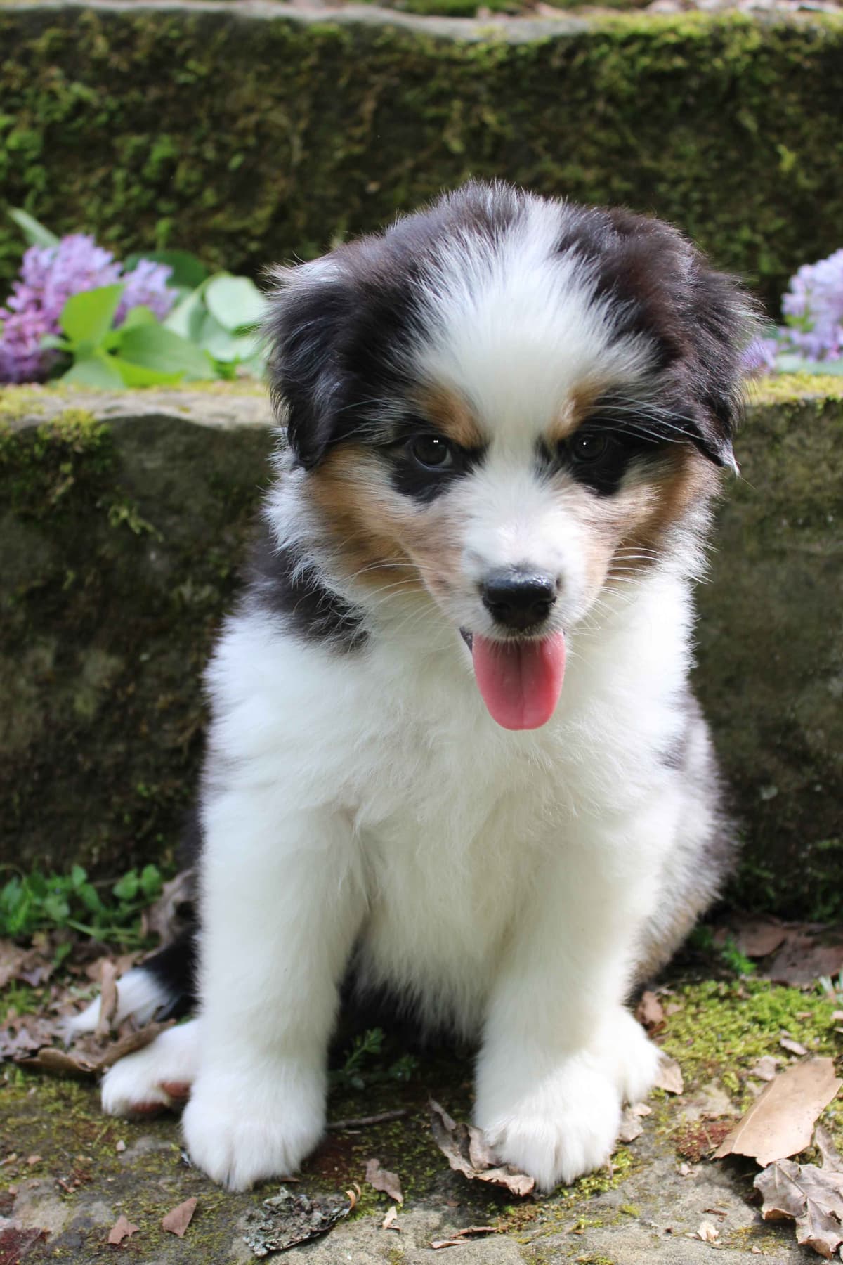 Miniature American Shepherd Puppies breeder image 5