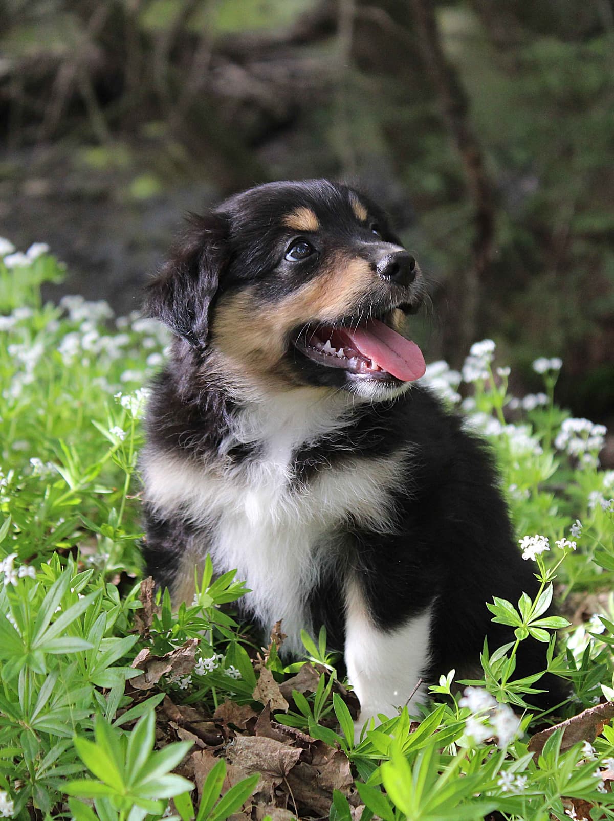 Miniature American Shepherd Puppies breeder image 18
