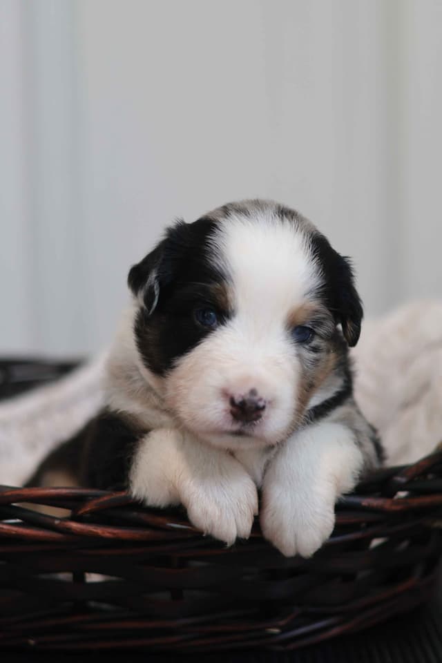 Miniature American Shepherd Puppies media 2