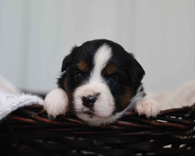 Miniature American Shepherd Puppies media 3