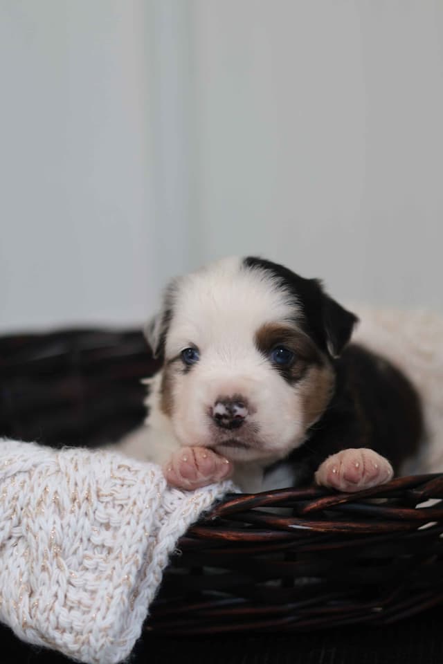 Miniature American Shepherd Puppies media 4