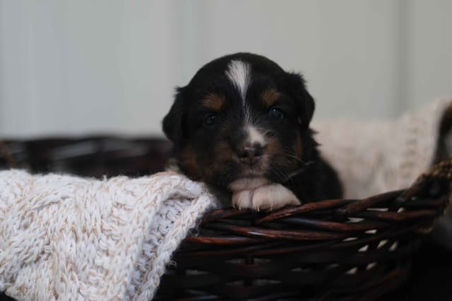 Miniature American Shepherd Puppies media 5