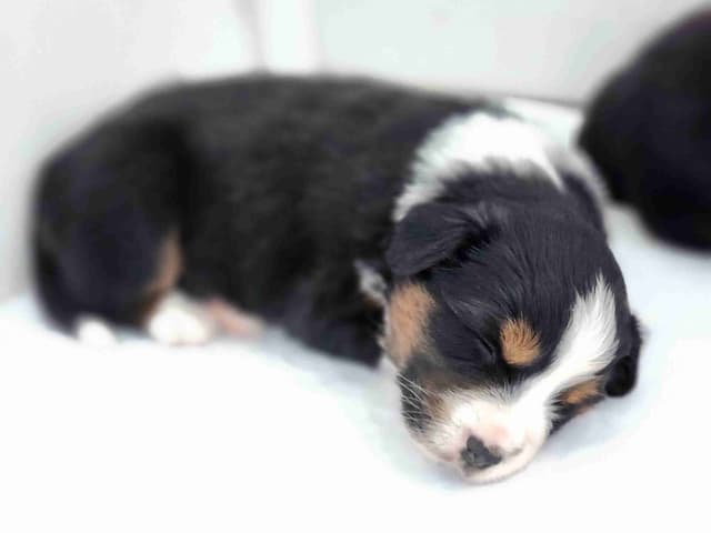 Miniature American Shepherd Puppies media 7