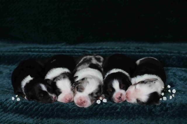 Miniature American Shepherd Puppies media 6