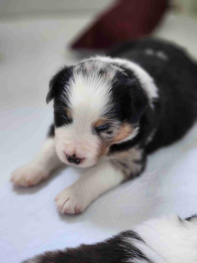 Miniature American Shepherd Puppies media 9
