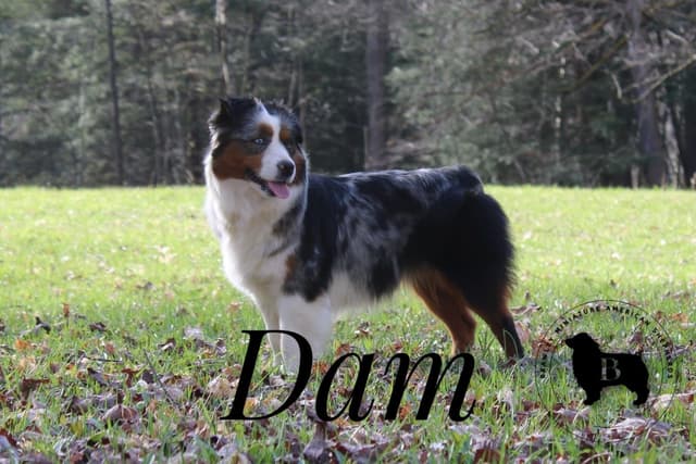 Miniature American Shepherd Puppies media 10