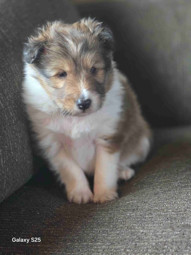 Shetland Sheepdog Puppies media 2
