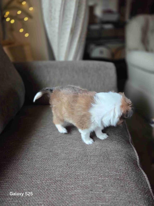 Shetland Sheepdog Puppies media 3