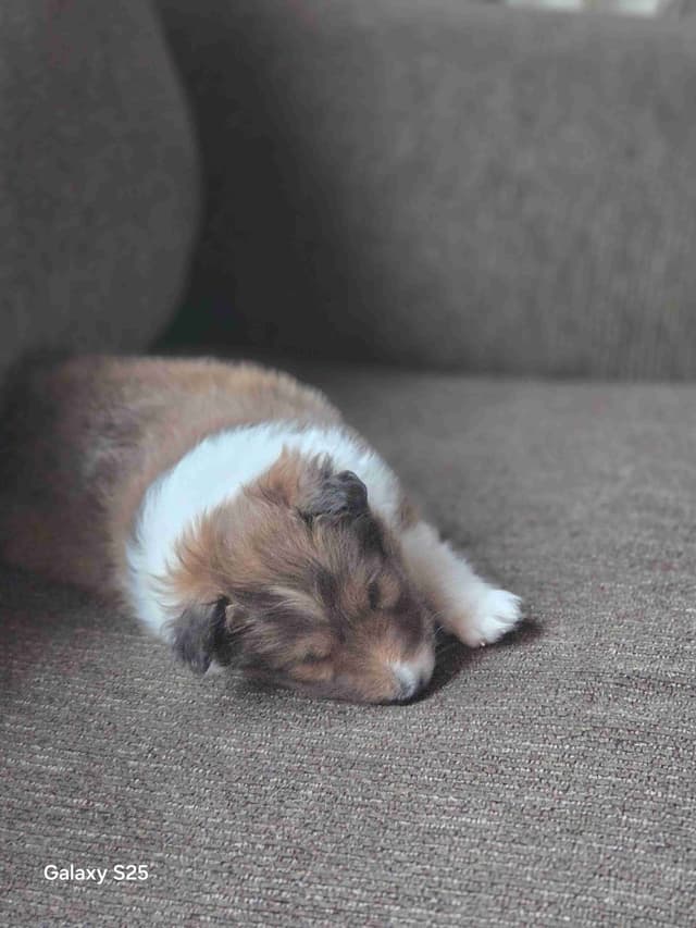 Shetland Sheepdog Puppies media 4
