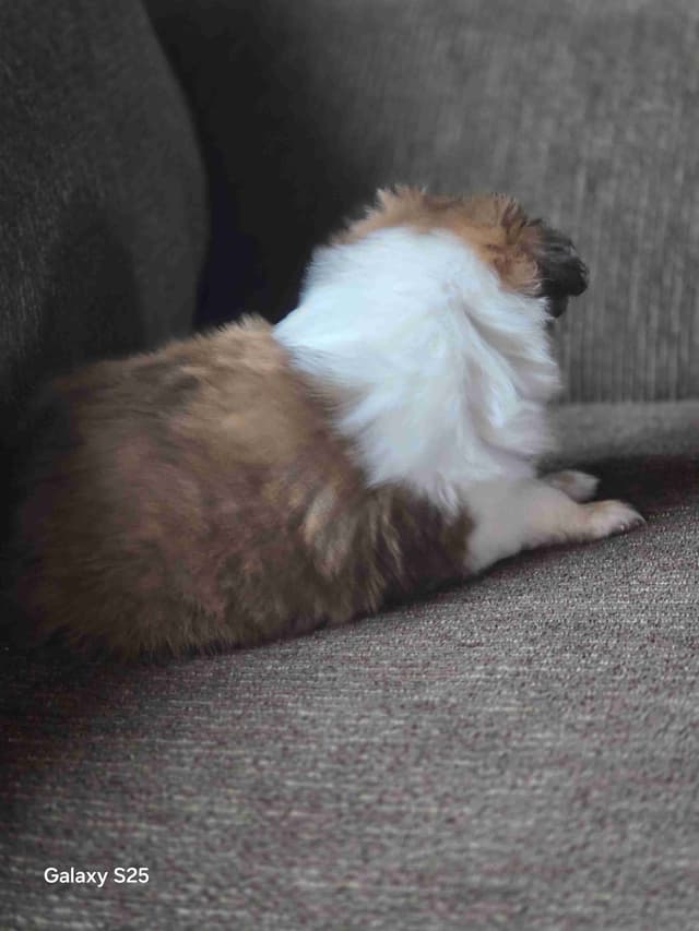 Shetland Sheepdog Puppies media 5