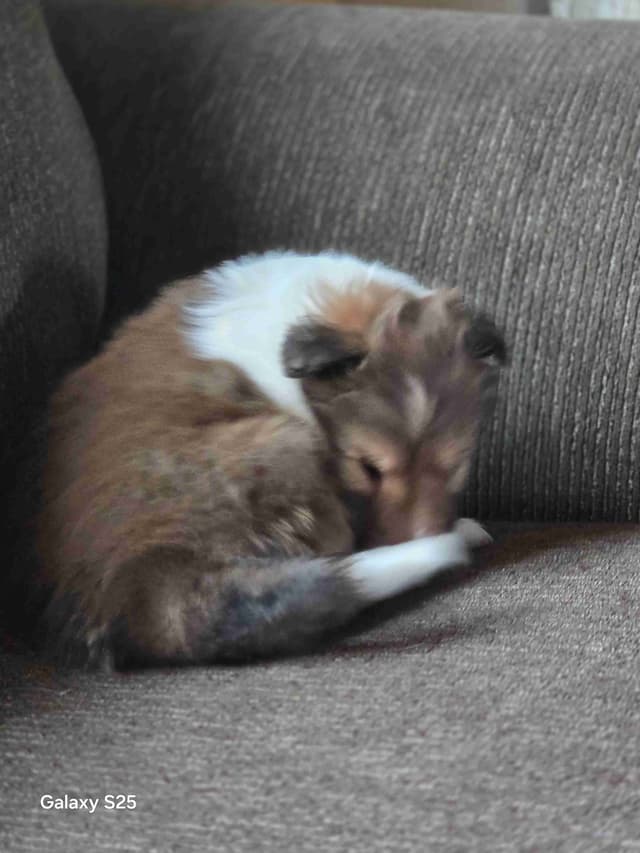 Shetland Sheepdog Puppies media 6