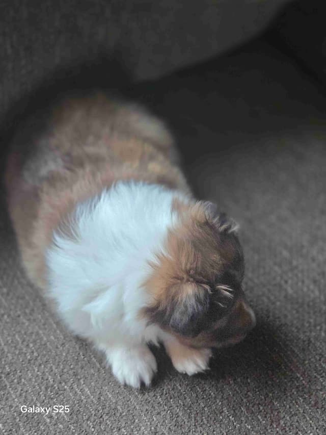 Shetland Sheepdog Puppies media 7