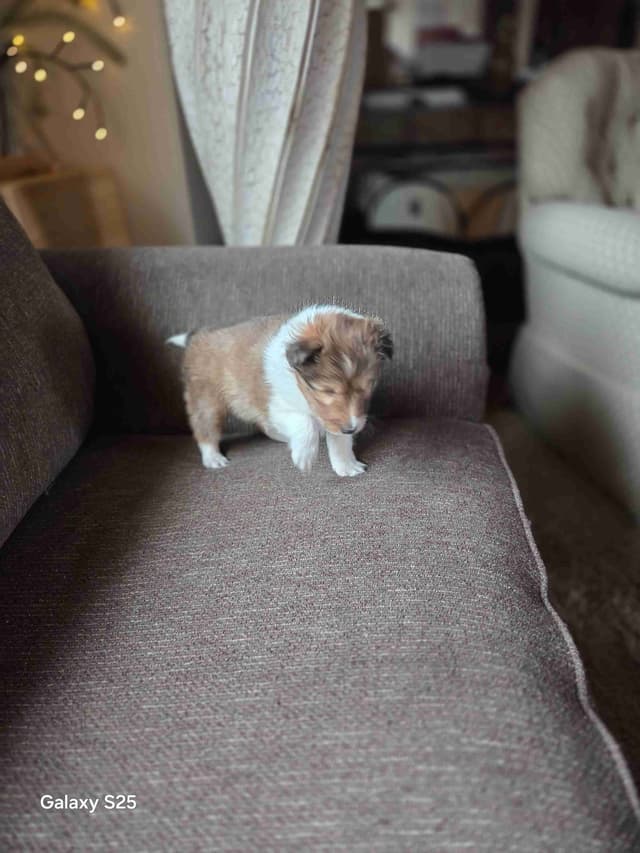 Shetland Sheepdog Puppies media 10