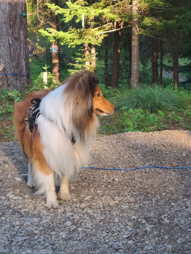 Shetland Sheepdog Puppies media 12