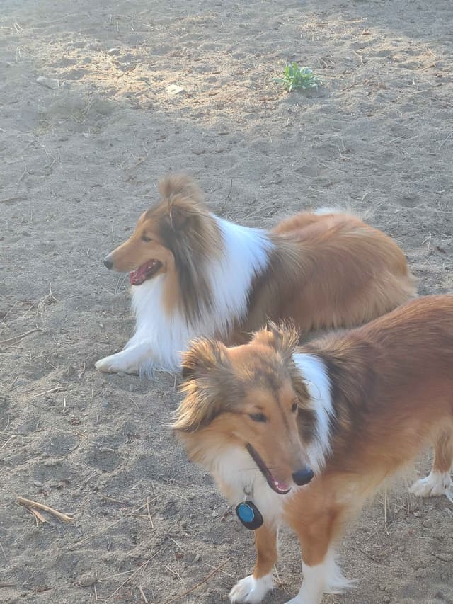 Shetland Sheepdog Puppies media 13