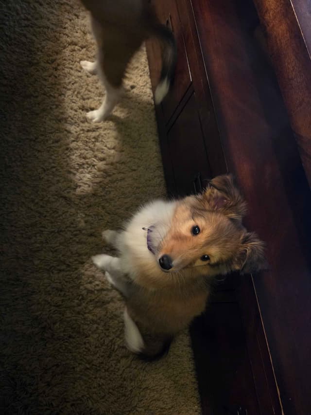 Shetland Sheepdog Puppies media 15