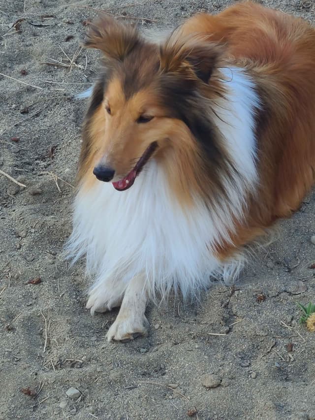 Shetland Sheepdog Puppies media 16
