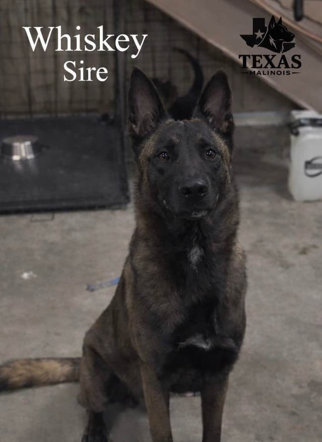 Belgian Malinois Puppies media 2