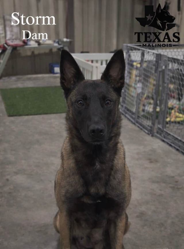 Belgian Malinois Puppies media 3