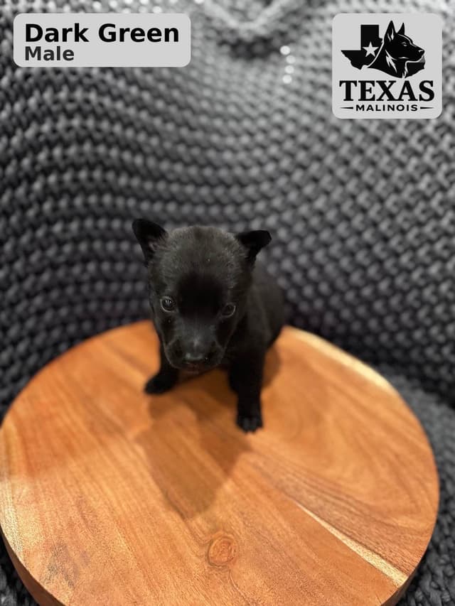 Belgian Malinois Puppies media 5