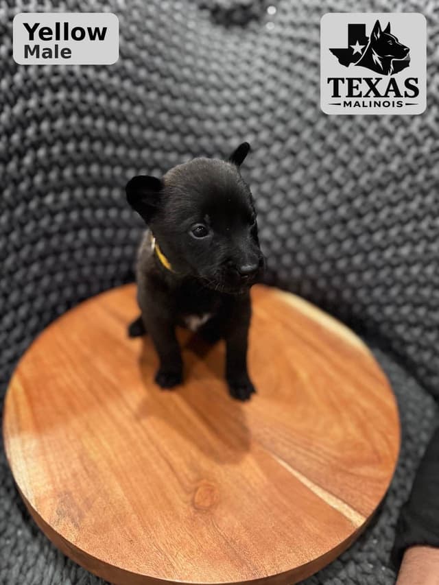 Belgian Malinois Puppies media 6