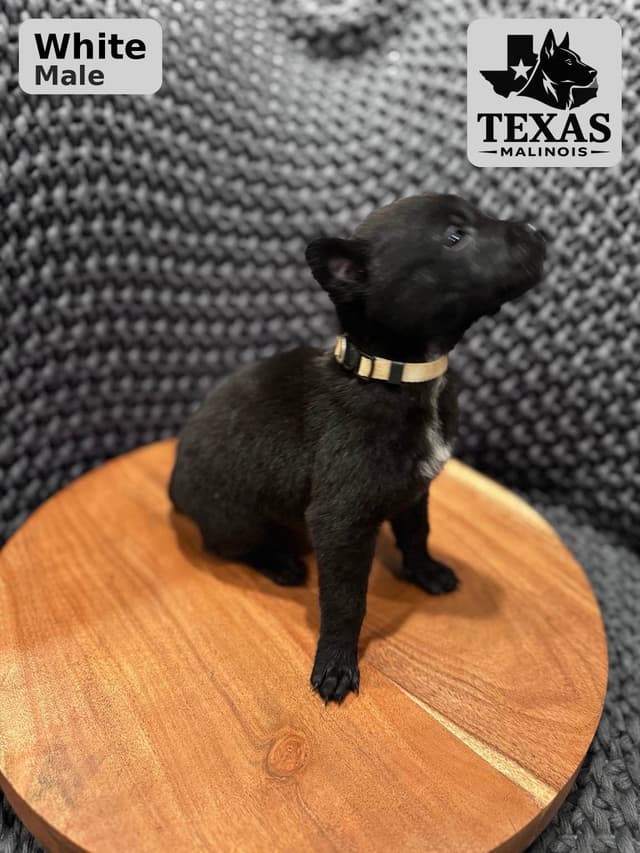 Belgian Malinois Puppies media 7