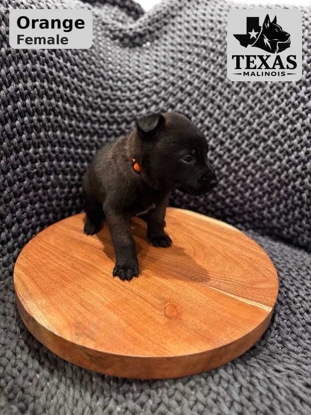 Belgian Malinois Puppies media 8