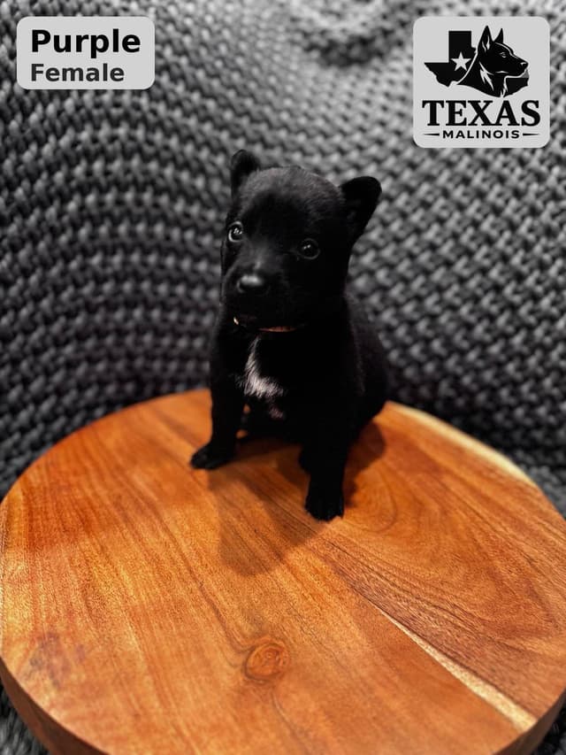 Belgian Malinois Puppies media 9