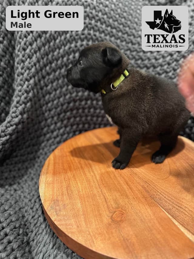 Belgian Malinois Puppies media 10