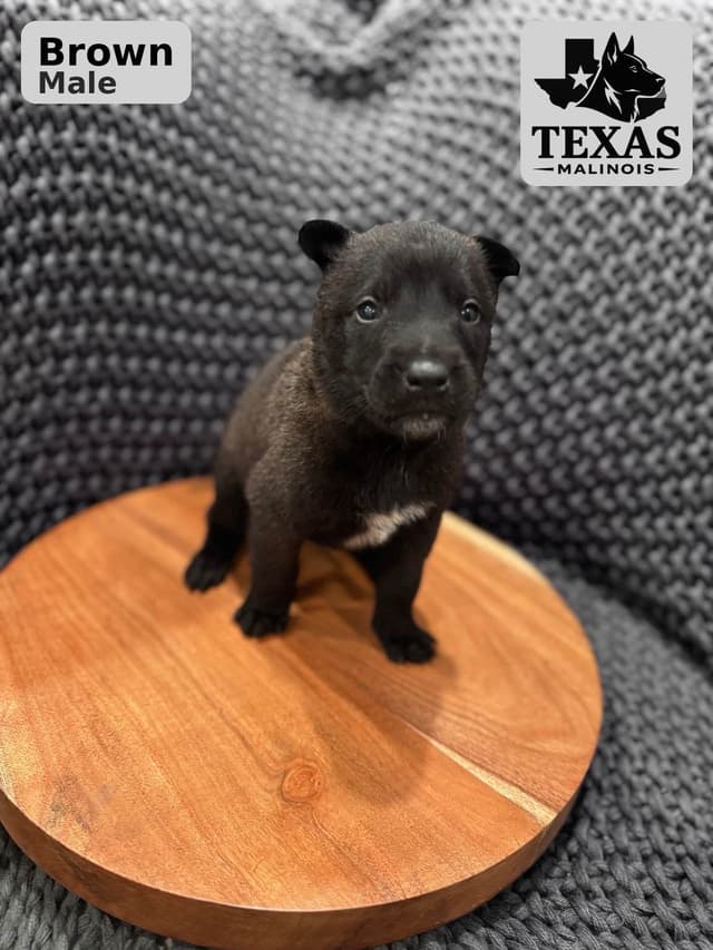 Belgian Malinois Puppies media 11