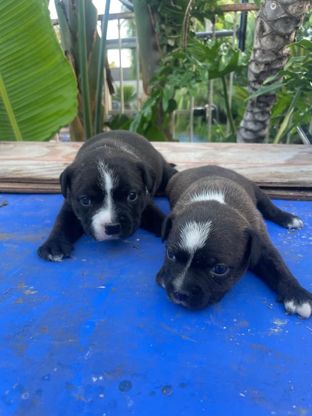 Staffordshire Bull Terrier Puppies media 2