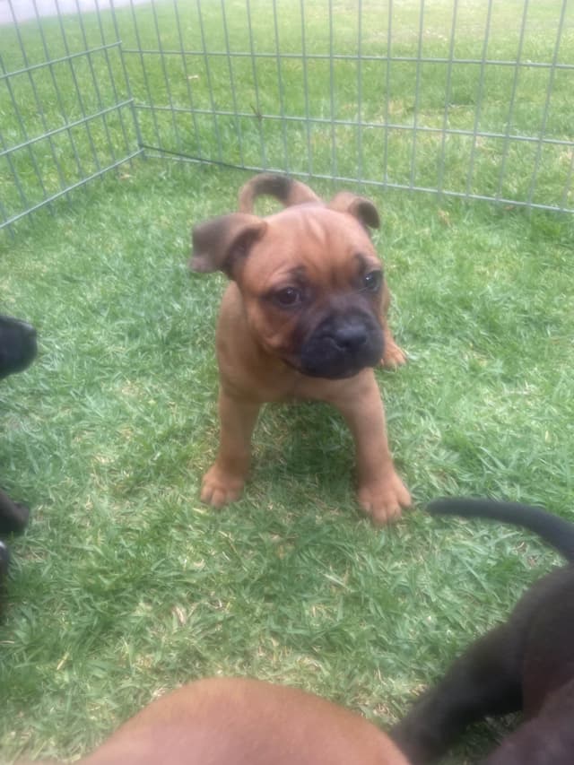Staffordshire Bull Terrier Puppies media 3