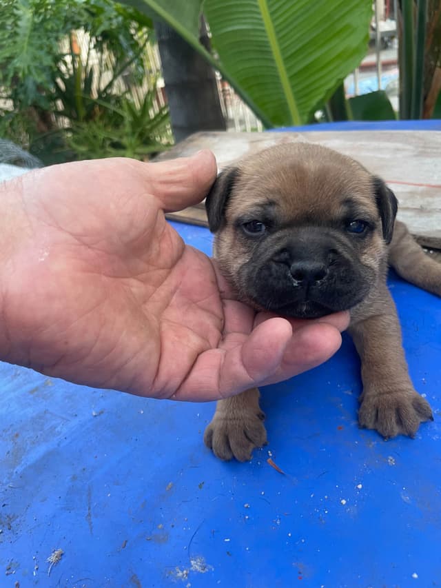 Staffordshire Bull Terrier Puppies media 4